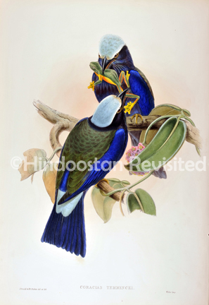 /data/Original Prints/Noteable Artists and Works/CORACIAS TEMMINCKI.jpg